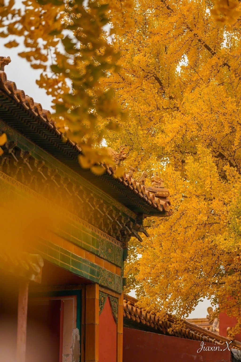 “从来银杏不负秋，又是一年叶黄时 ...” 你所失去的，都会加倍收回来 。 