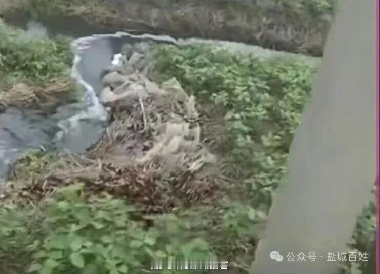 阜宁公兴猪场排污猖獗无人管，岂能为了企业税收，损害百姓健康阜宁县公兴社区桥东村八