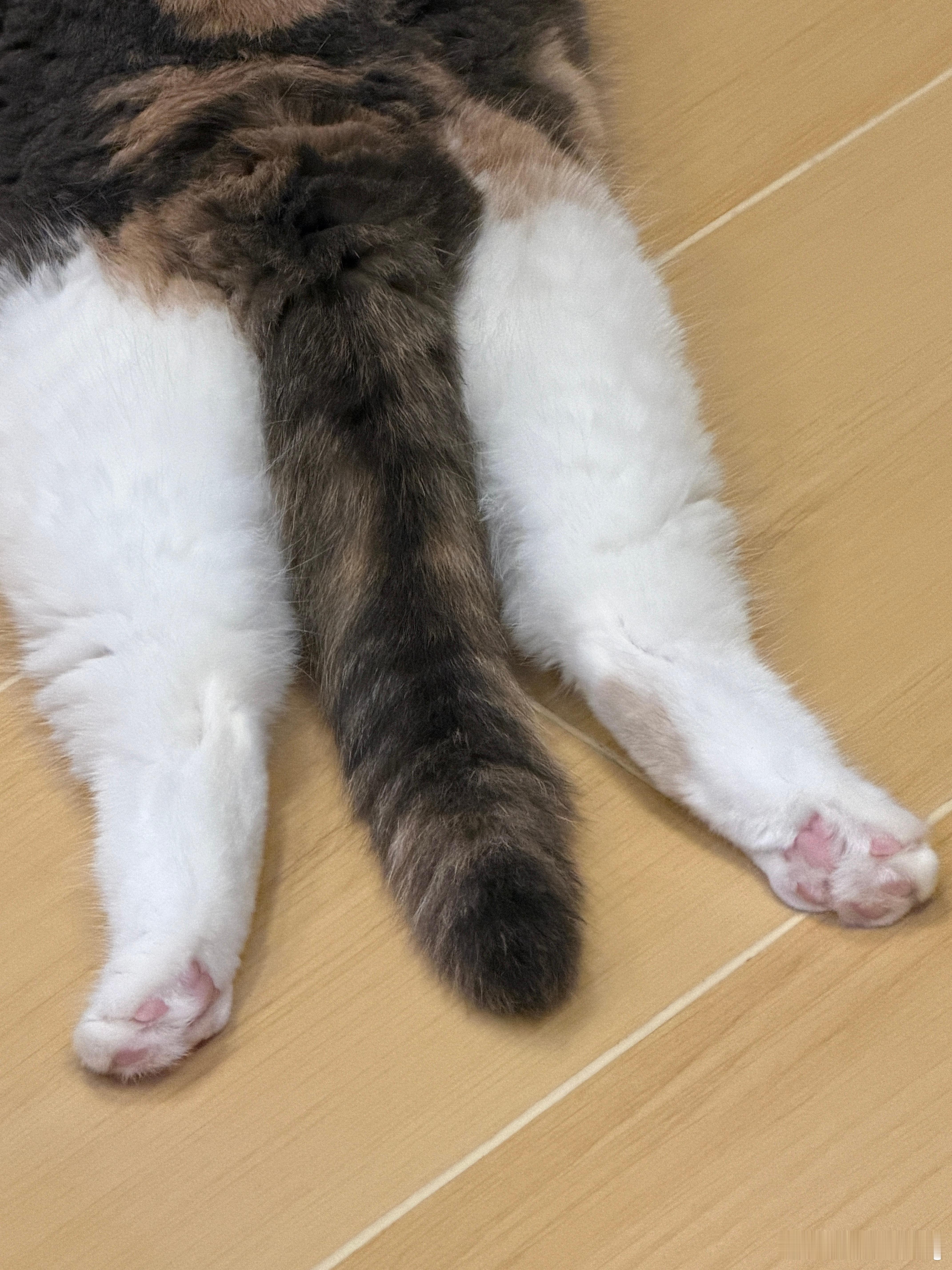 养猫人才知道小猫这一脚的含金量有人知道我家这只猫这睡姿是不是正常的？ 