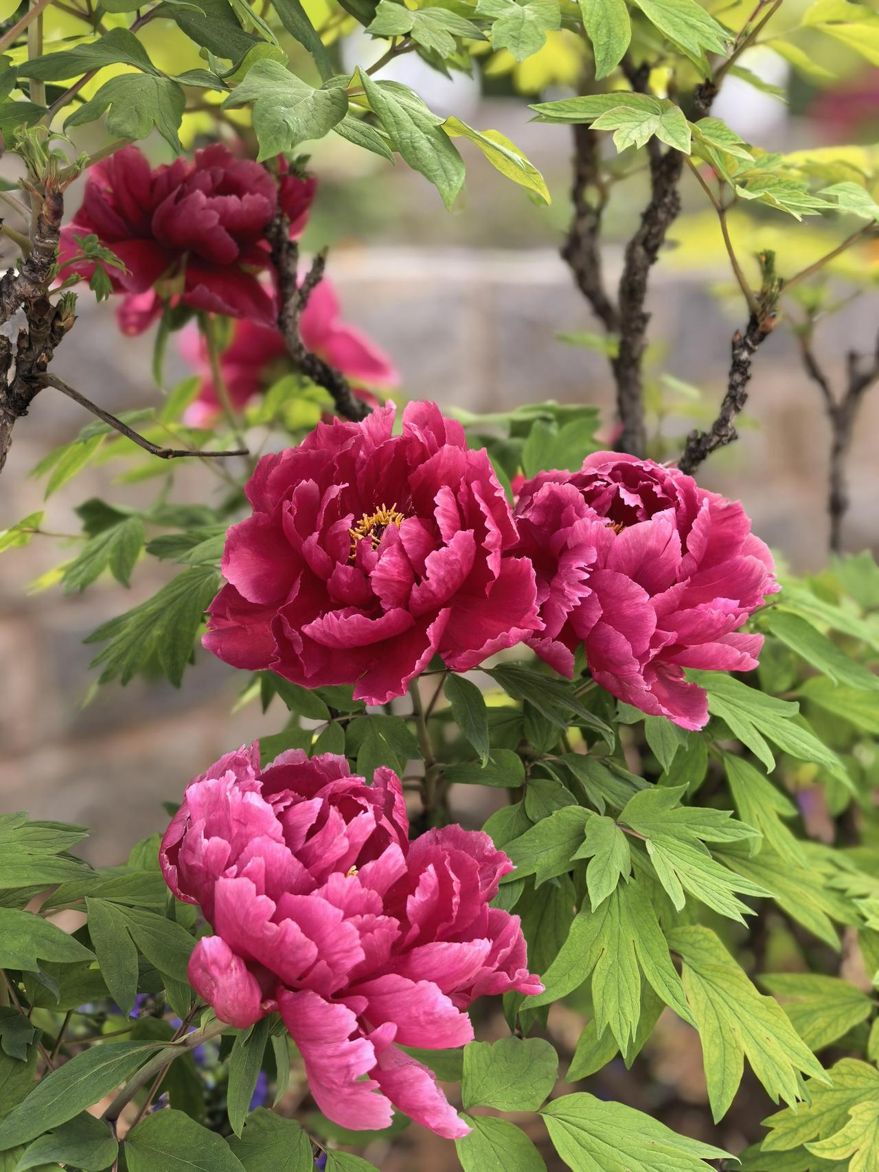 春风踱过老枝，抖落一身翠绿，捧出这三朵雍容的红。层叠的花瓣翻涌着，像揉皱了的云锦