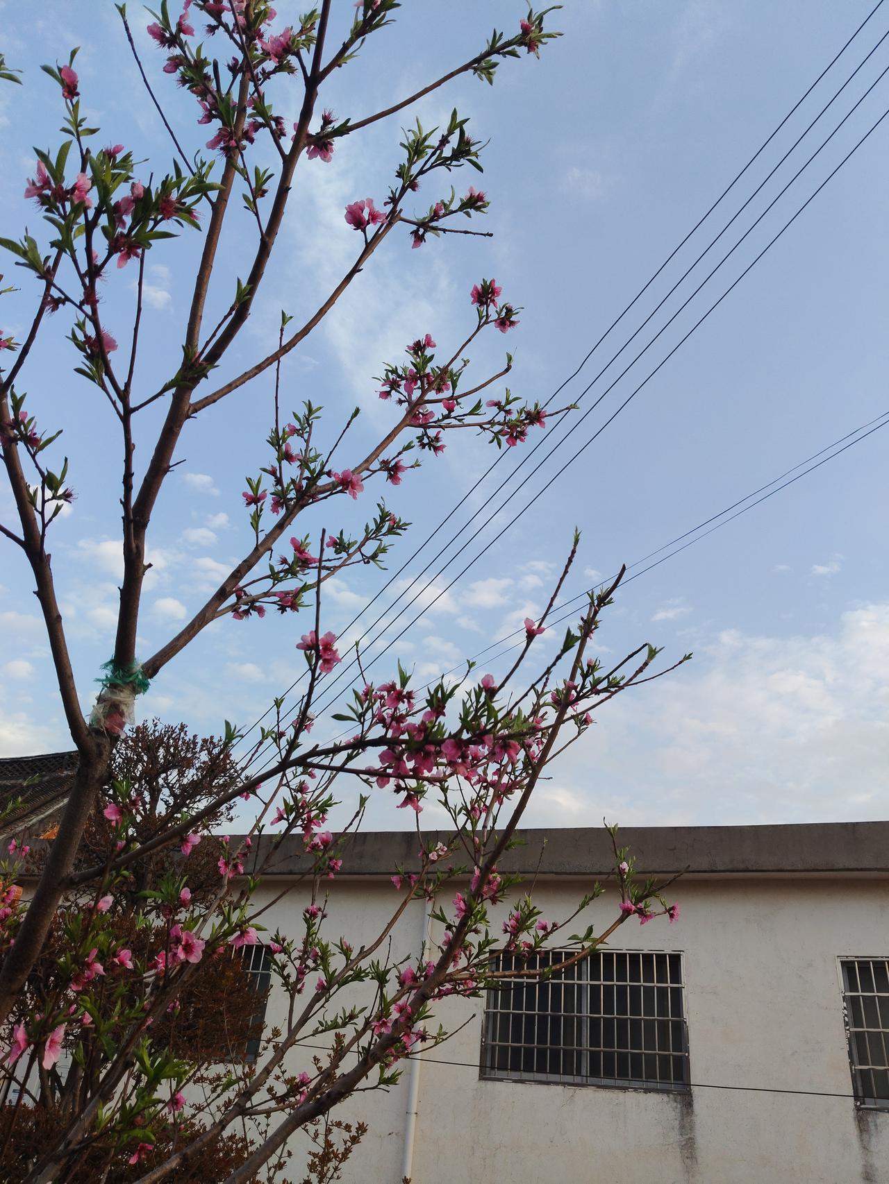 你看这桃花，在这寻常小院里照样开得热烈，哪管什么背景和出身？人活着也一样，别被眼