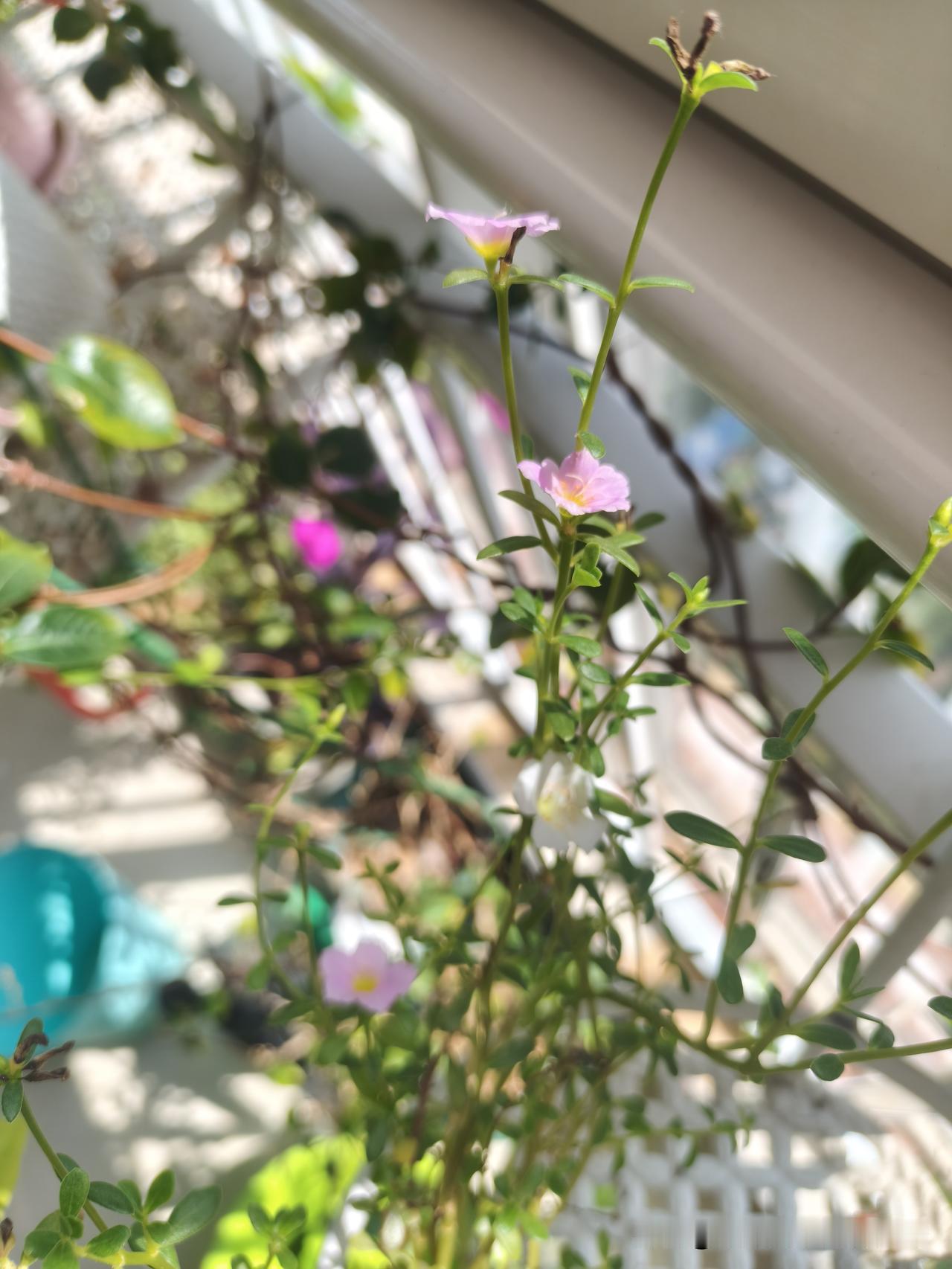 不是说白羊座，10月份事业运很好吗？我在好多个博主那里都看到了白羊座10月份的运