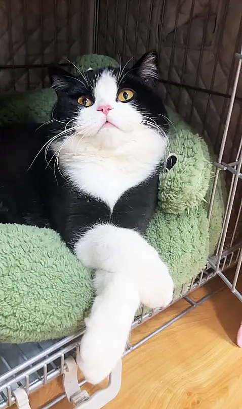 做为家里的“嫡长猫”，配得上，仪态端庄，风姿卓越不为过吧？坐有坐姿，躺有躺相的，