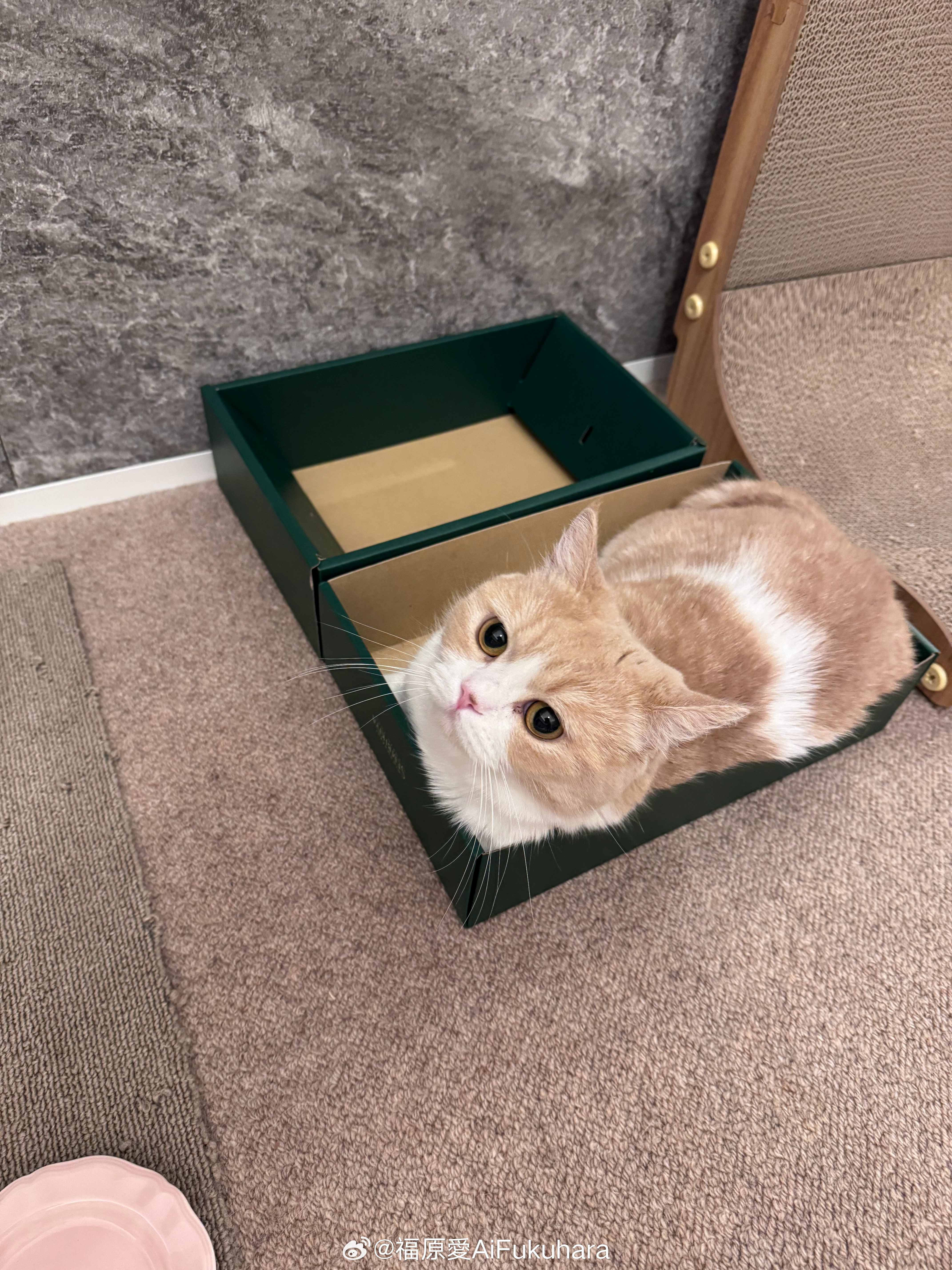 我们谁比较可爱？🐱💗🐱 ​​​