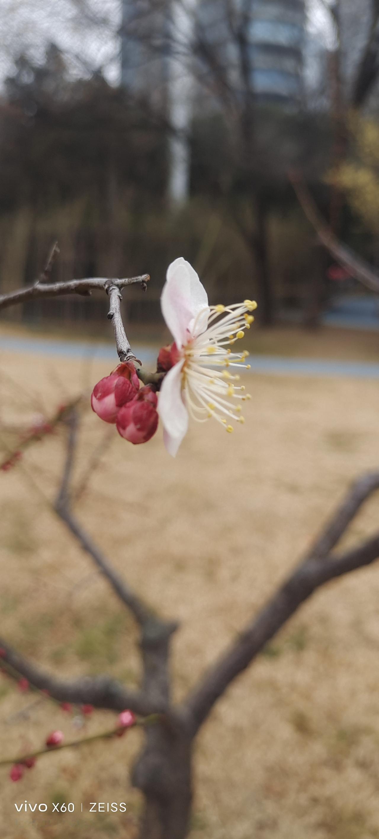 看见音乐 梅花香自苦寒来 随拍