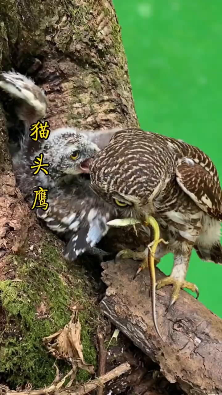 猫头鹰。
猫头鹰妈妈将别人家的孩子带回了家里，不过它们带回的目的是为了给孩子当做