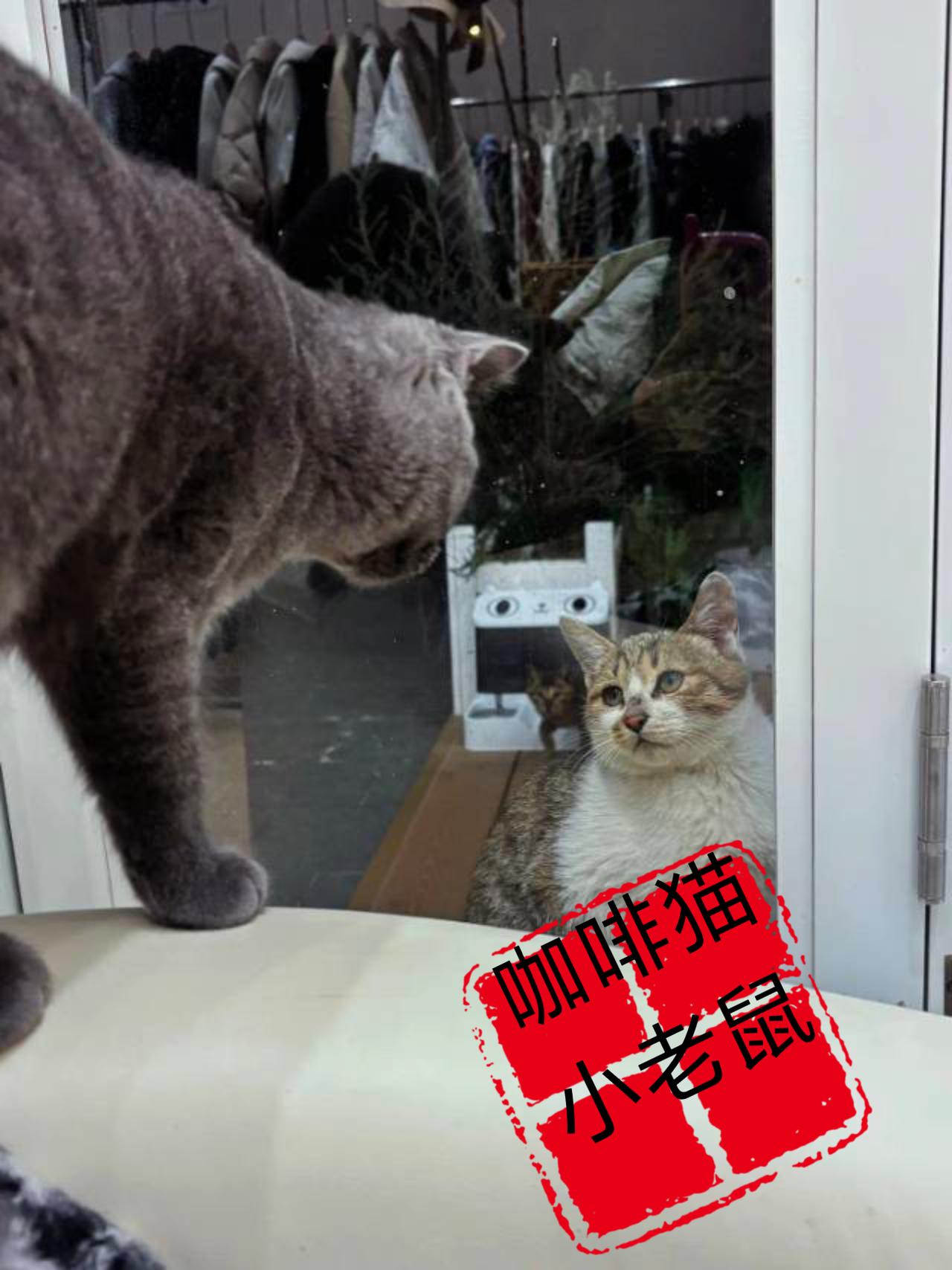 当街头外面的流浪猫和生活在幸福家庭里面的家猫四目相对的时候，她们又会擦出怎样的火