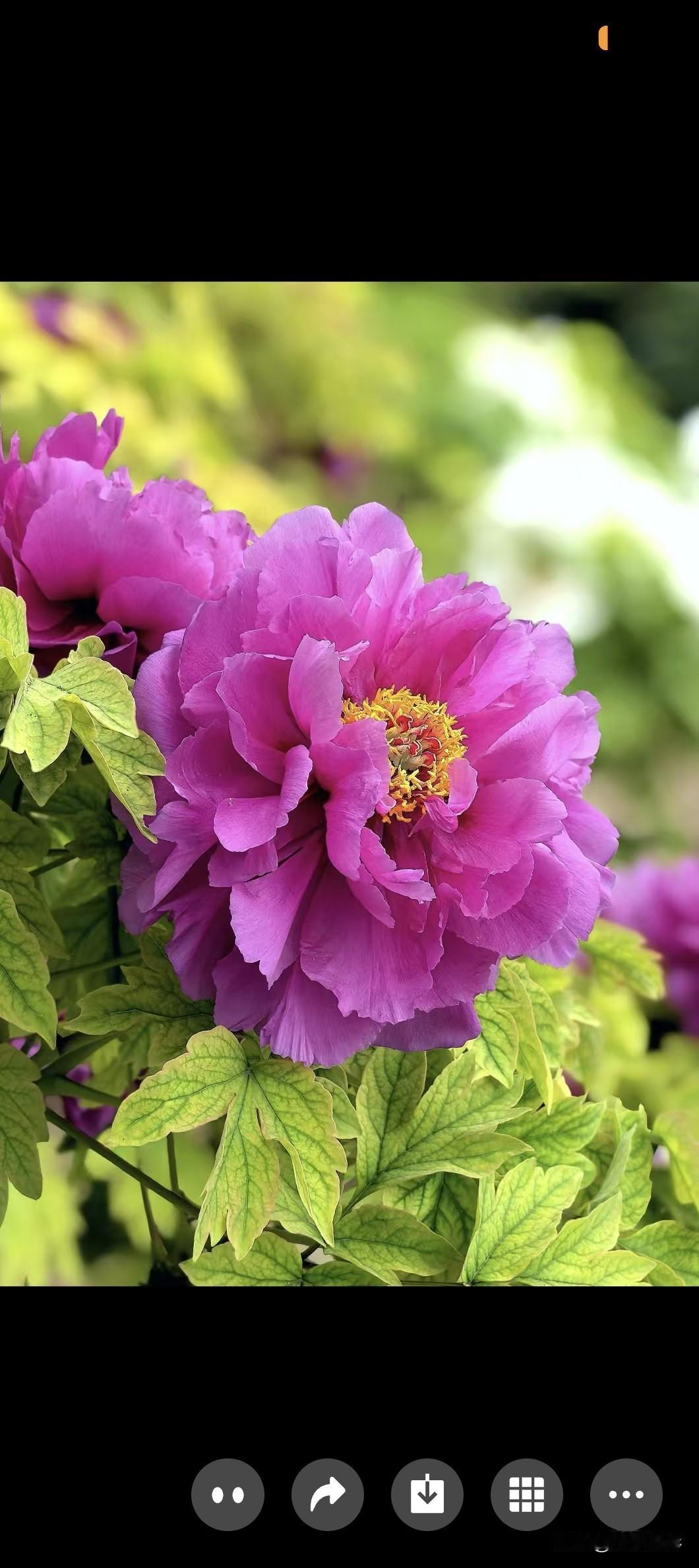 牡丹，美丽动人的那朵花开

“唯有牡丹真国色，花开时节动京城”，说的是唯有牡丹才