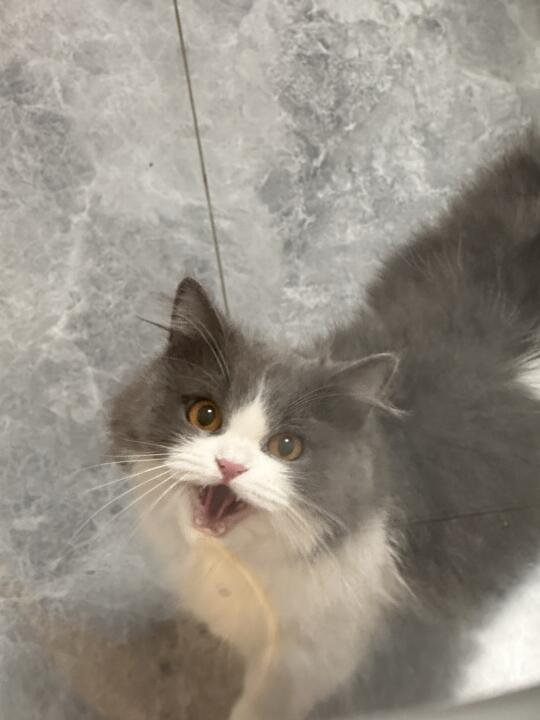 人，鼠架有什么大蒜