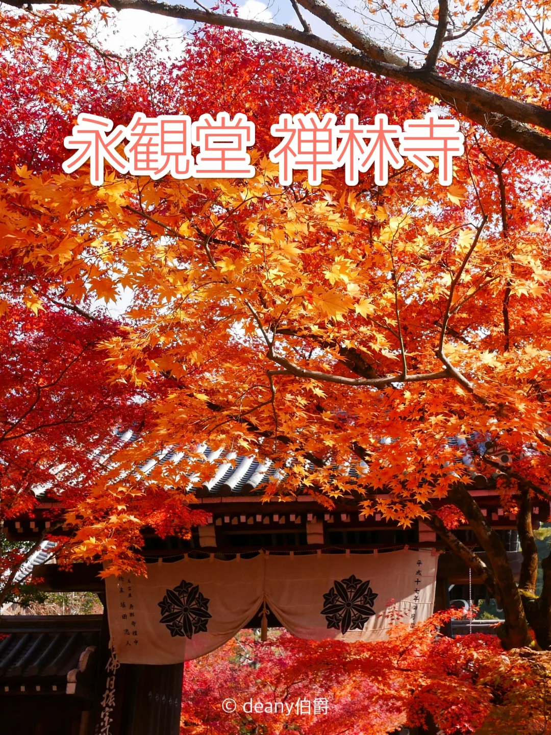 京都红叶的范本🍁永观堂禅林寺