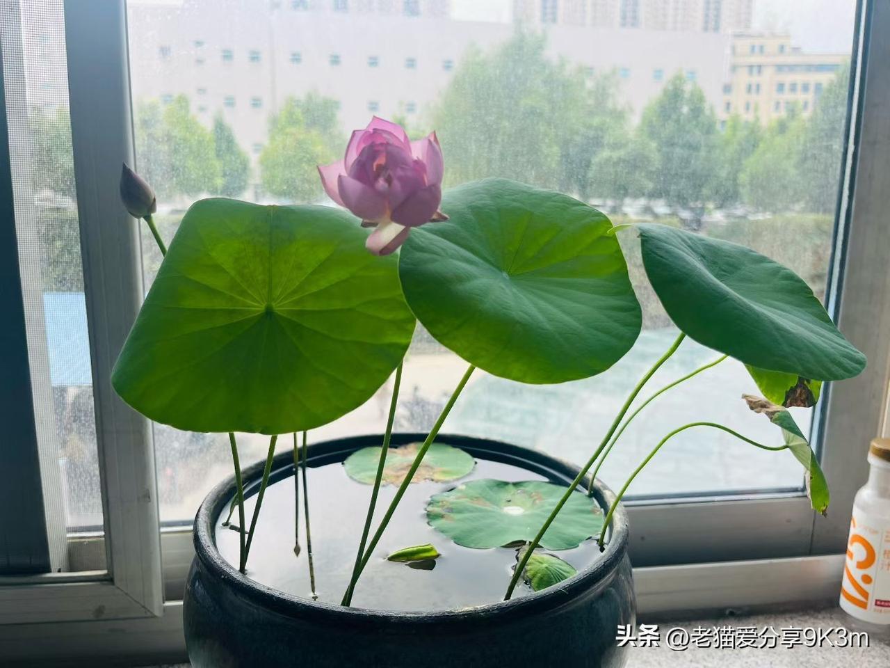 今日份美景