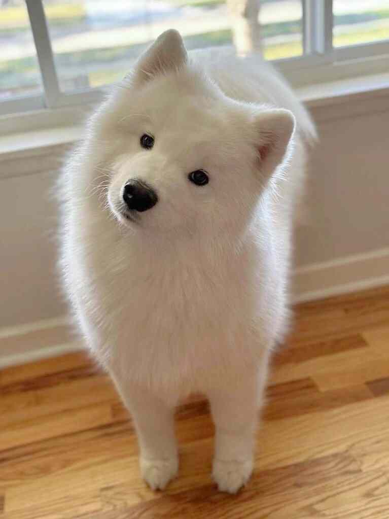 我与手机里的小狗孰美？ 