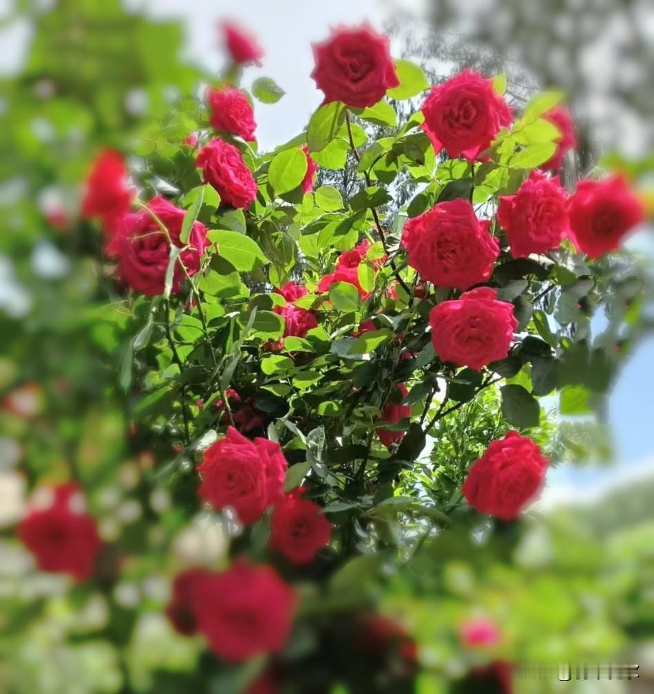 《蝶恋花·园中头茬月季花有感》

翠叶扶红花绽早，
艳似云霞，
灼灼枝头闹。
风
