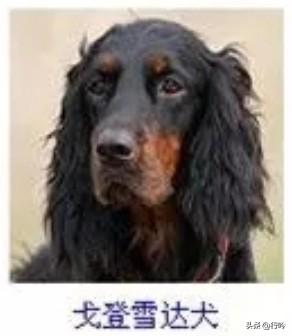 菩萨蛮27·戈登雪达犬
       玄毛泼墨凝苍霭，朱痕染颊如霞在。垂耳卷松云