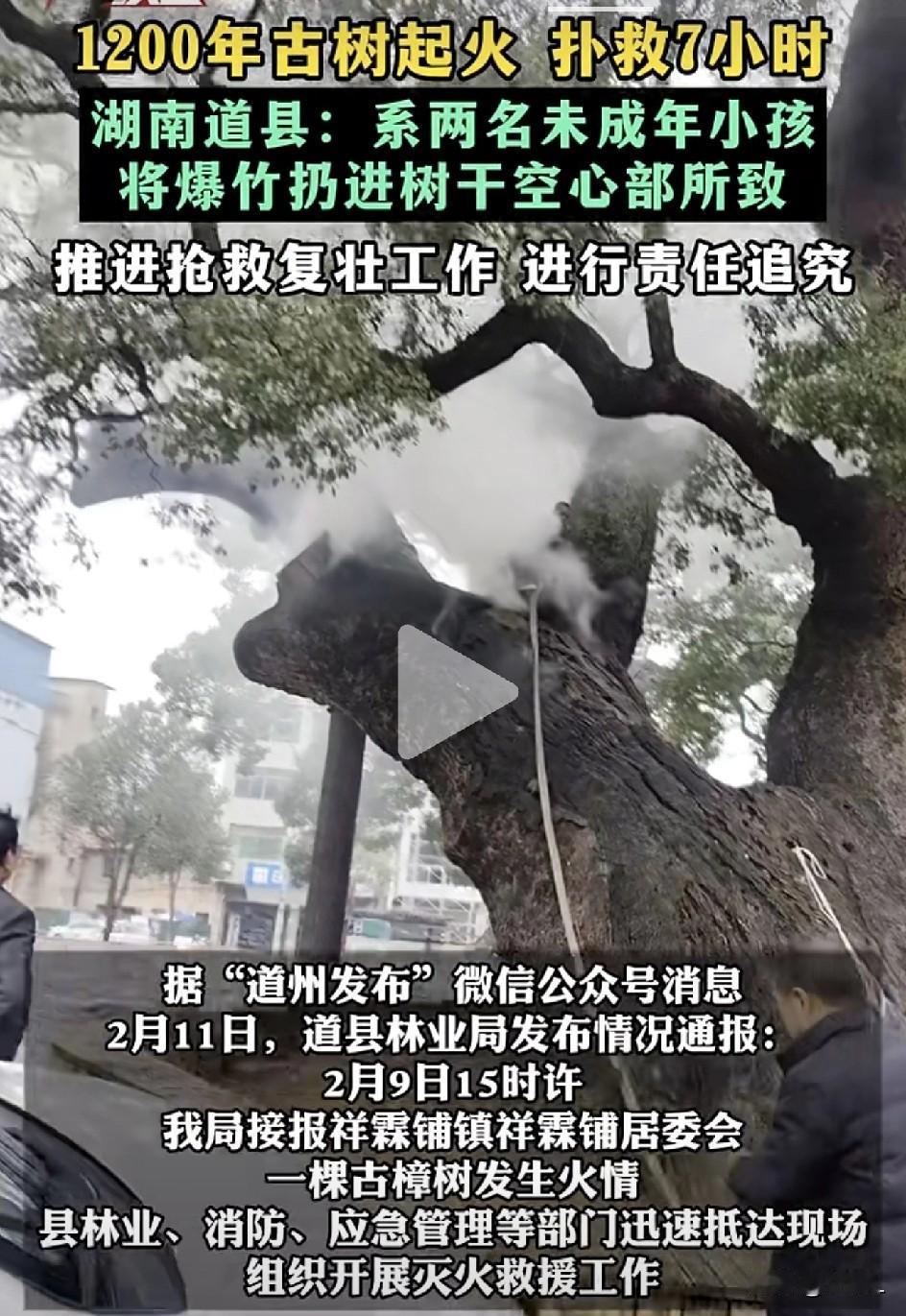 🔥千年古樟遭“熊孩子”丢炮仗，树心燃起大火，消防7小时救火救树！官方：树还活着