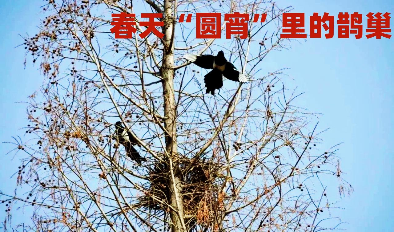  
春风元宵里的鹊巢

当鹅毛撩拨心扉的那刻，
我总会到村口老槐树的身边。
抚摸