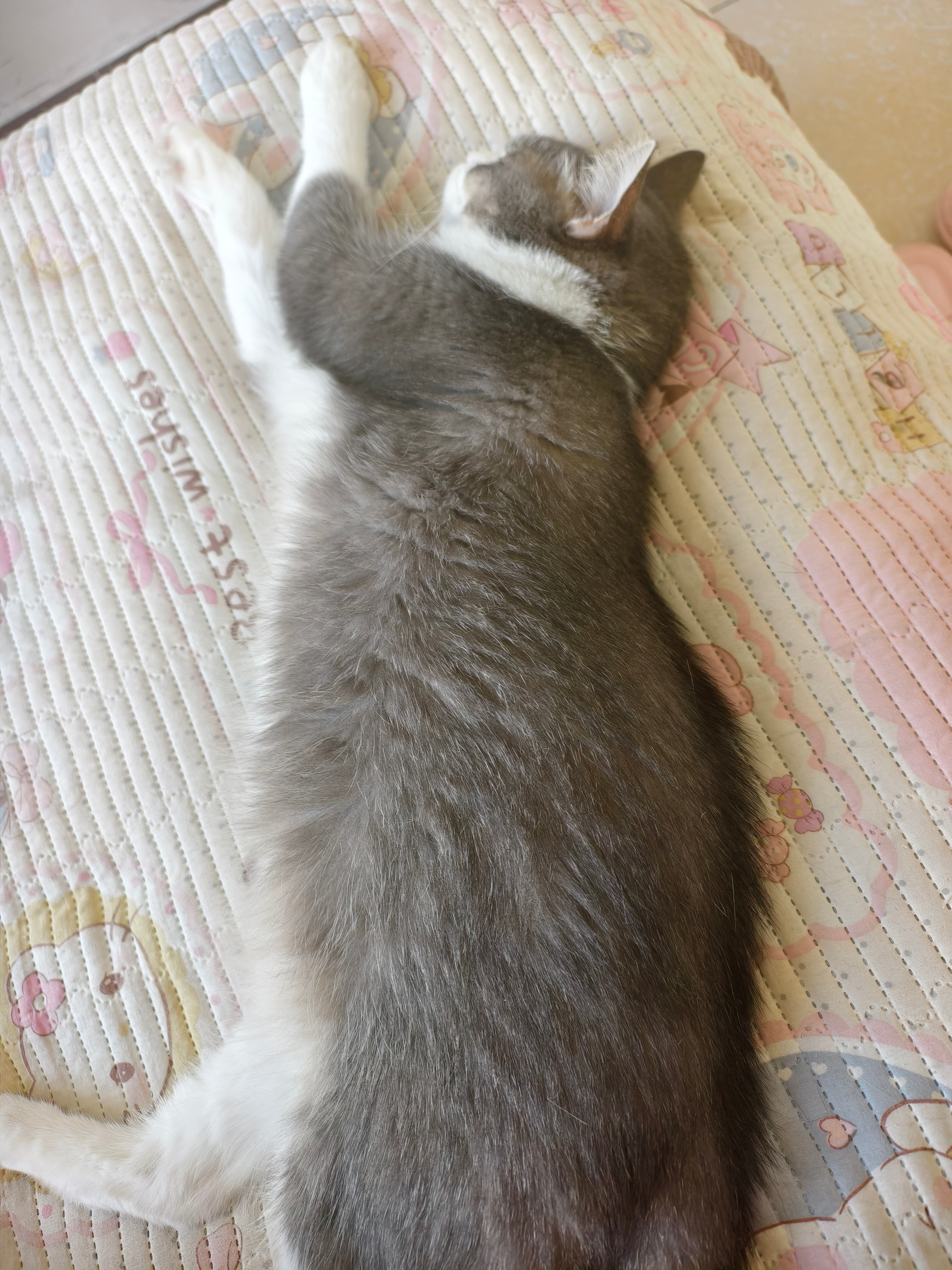 俩只猫也是睡美了 