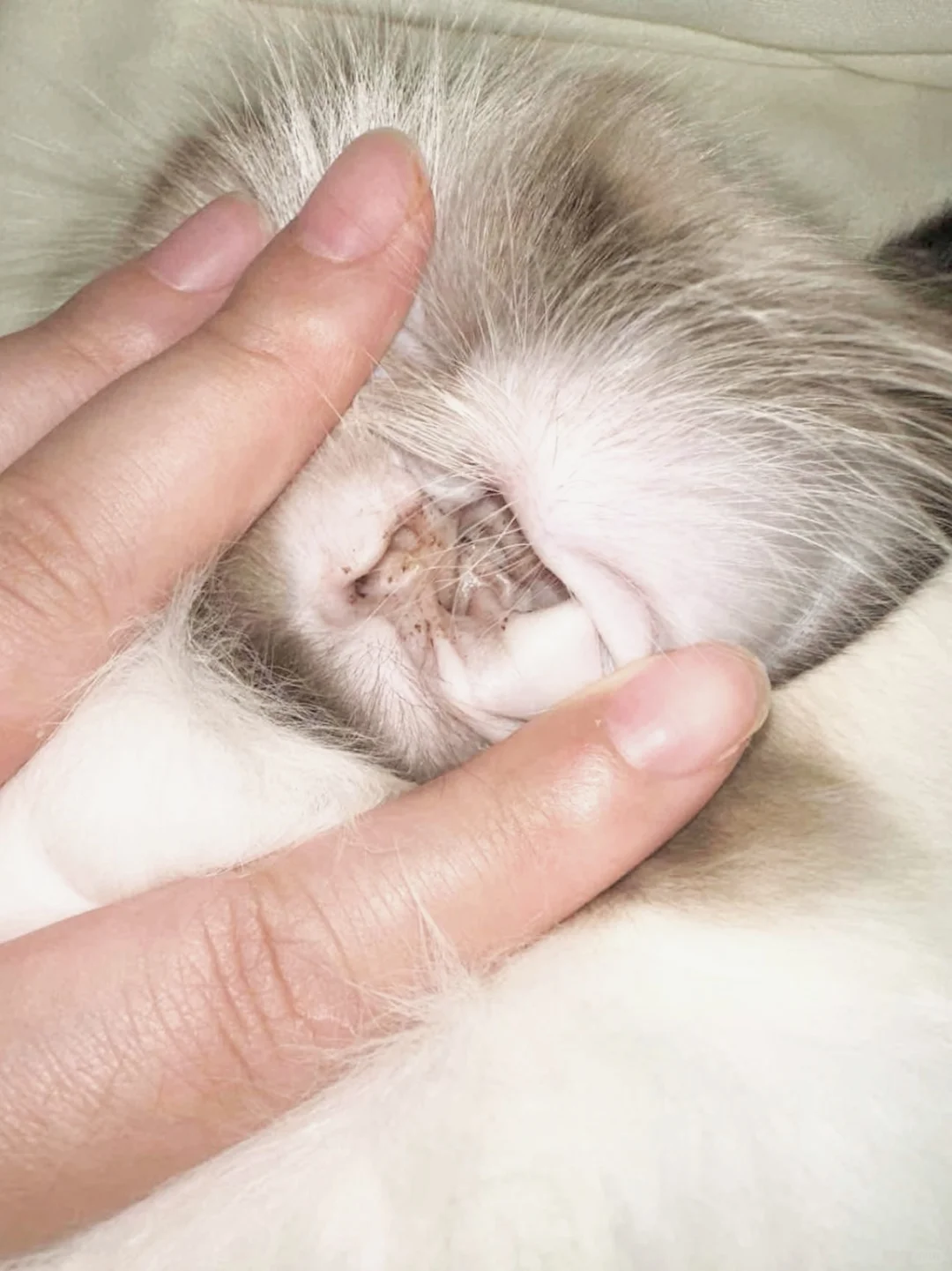 宠物院的宝藏外驱被我发现了！