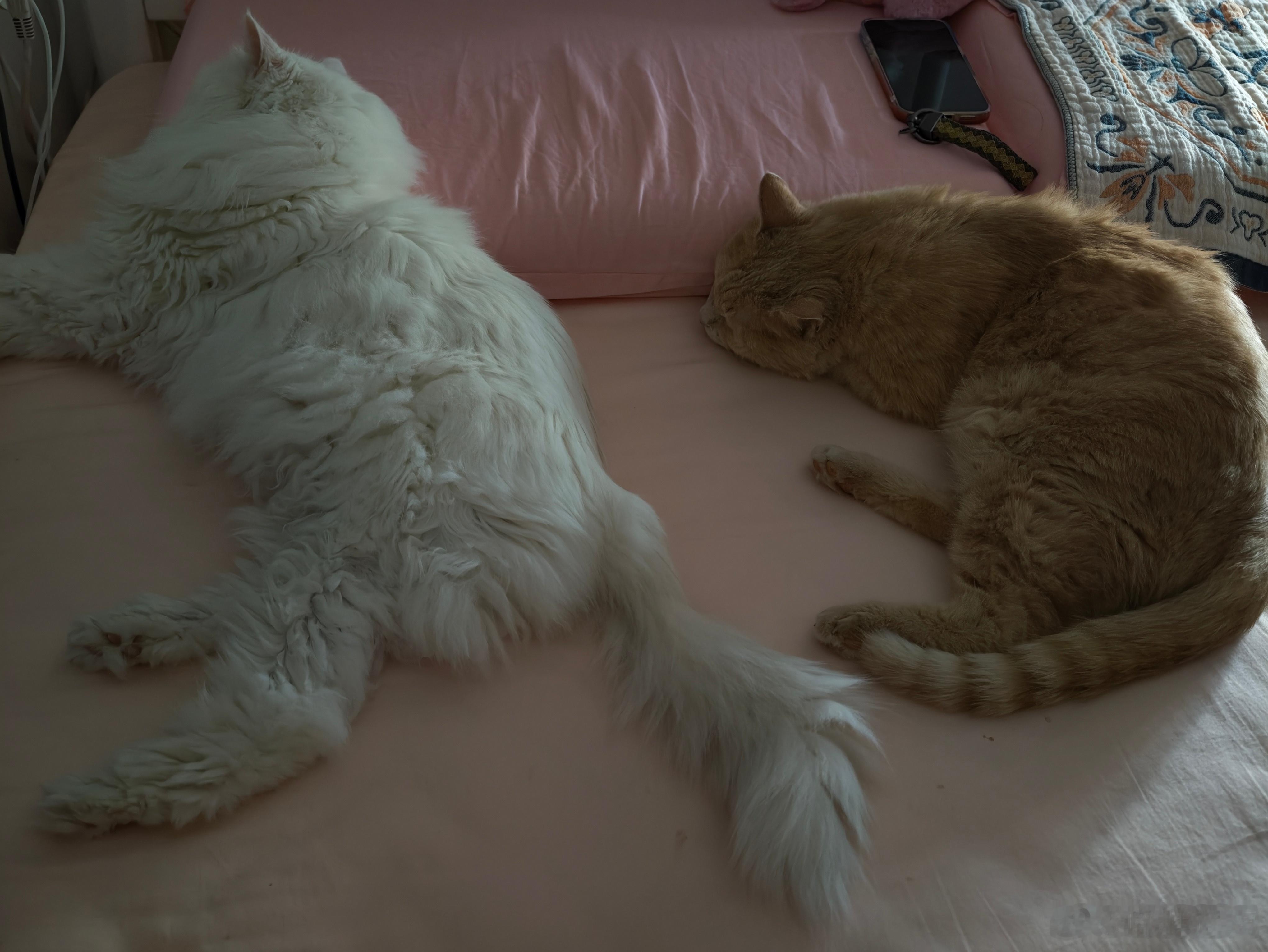 睡觉了🛌 