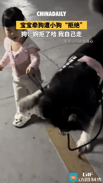 笑不活了！宝宝正开心的牵着狗狗散步，狗狗却很不情愿让她牵，于是用爪子扒拉掉牵引绳