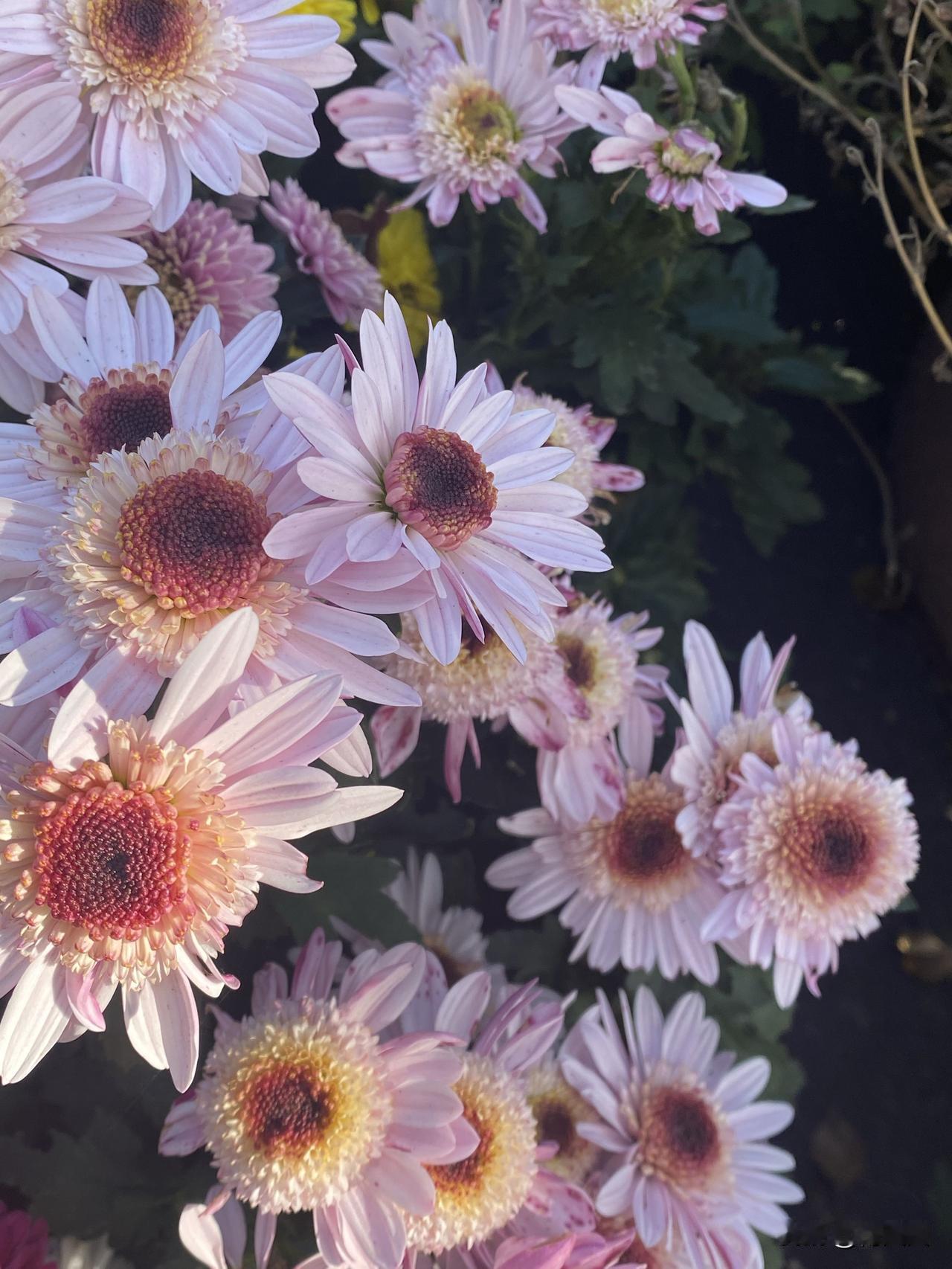 谁有花草照片，可以晒下吗美丽的菊花