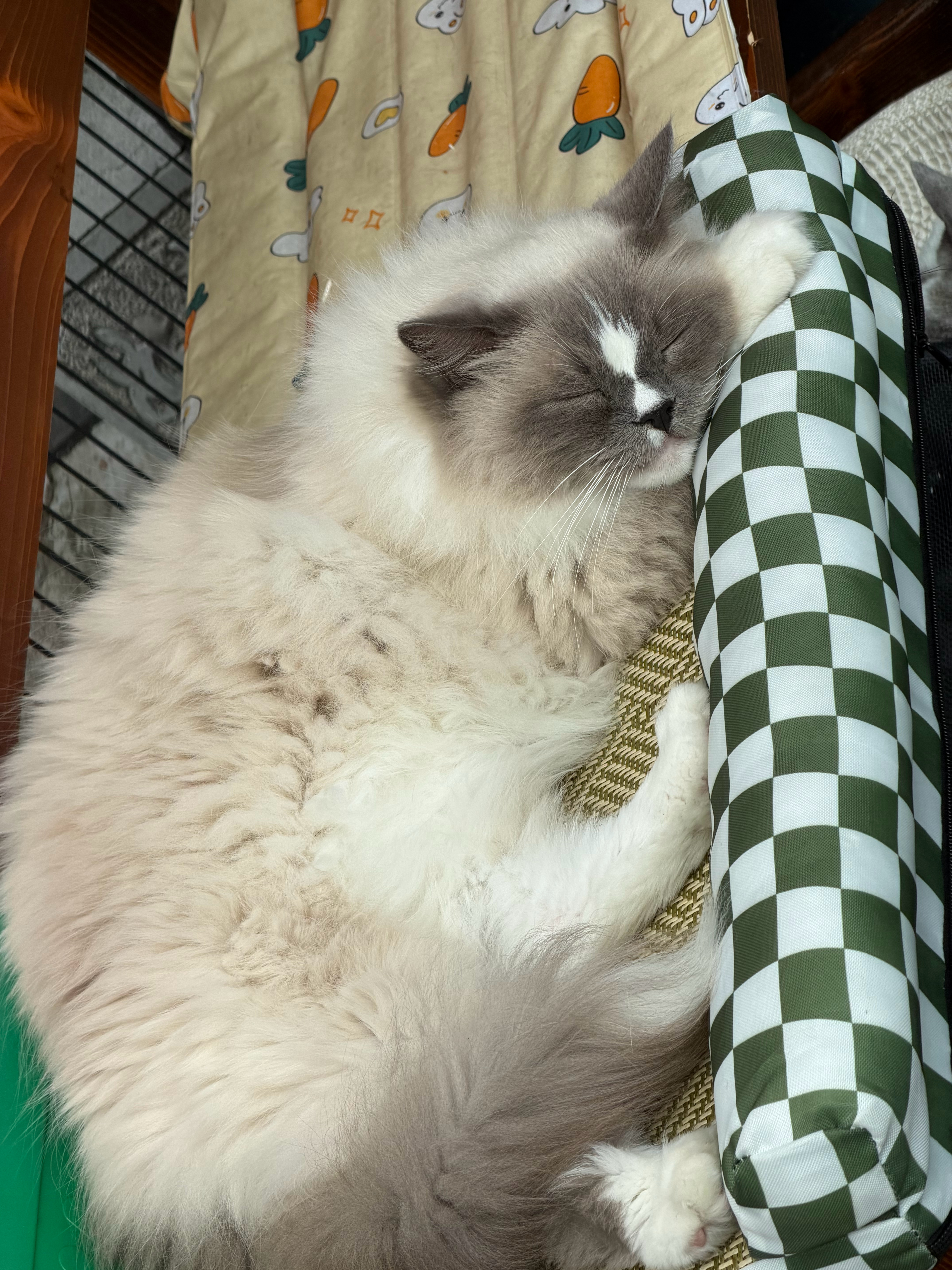 苏咪苏咪🐾 