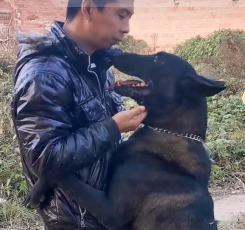 恨心的主人想把养了多年的大黑狗卖掉，狗贩来看狗的时候，有灵性的大黑狗听出来风声，