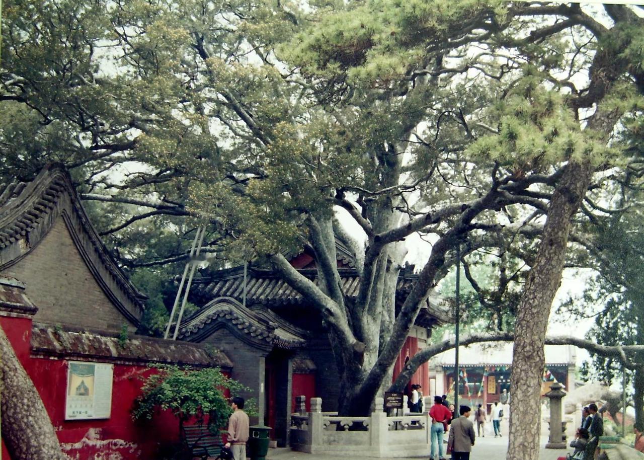 龙松情满寺；   香客法独门。宋凤洲摄影，北京天台寺九龙松。推荐 摄影