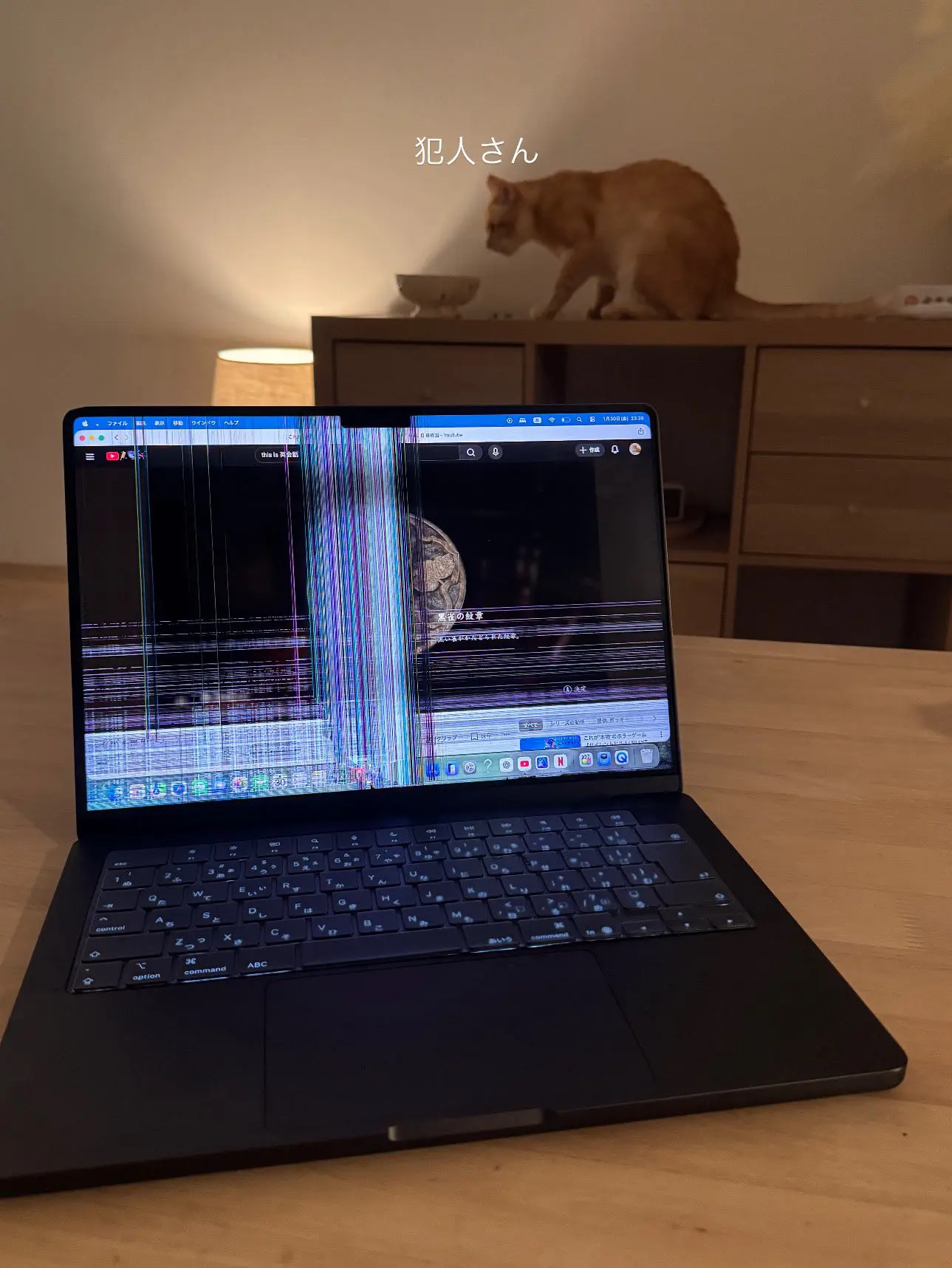 ⚡️💻🐈…
