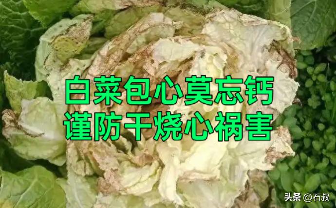 白菜采收前最后一月，缺钙危害这么大？

秋白菜包心最后一个月，很多菜友只追钾肥，