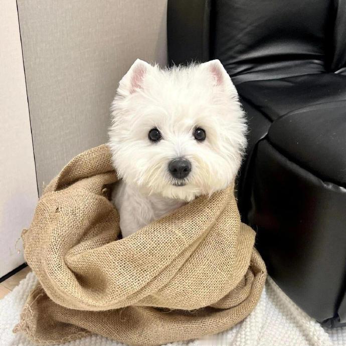 小白狗西高地🐾 
