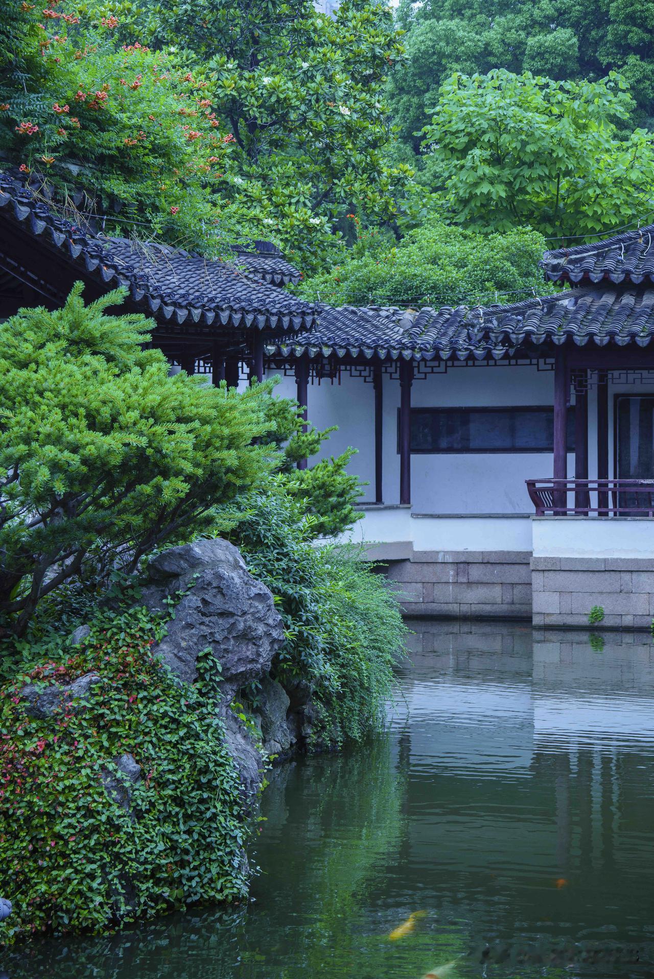 南京瞻园｜黛瓦凌霄，揽尽一园夏意

从石榴沾露、枇杷垂枝，终遇瞻园最动人的凌霄盛