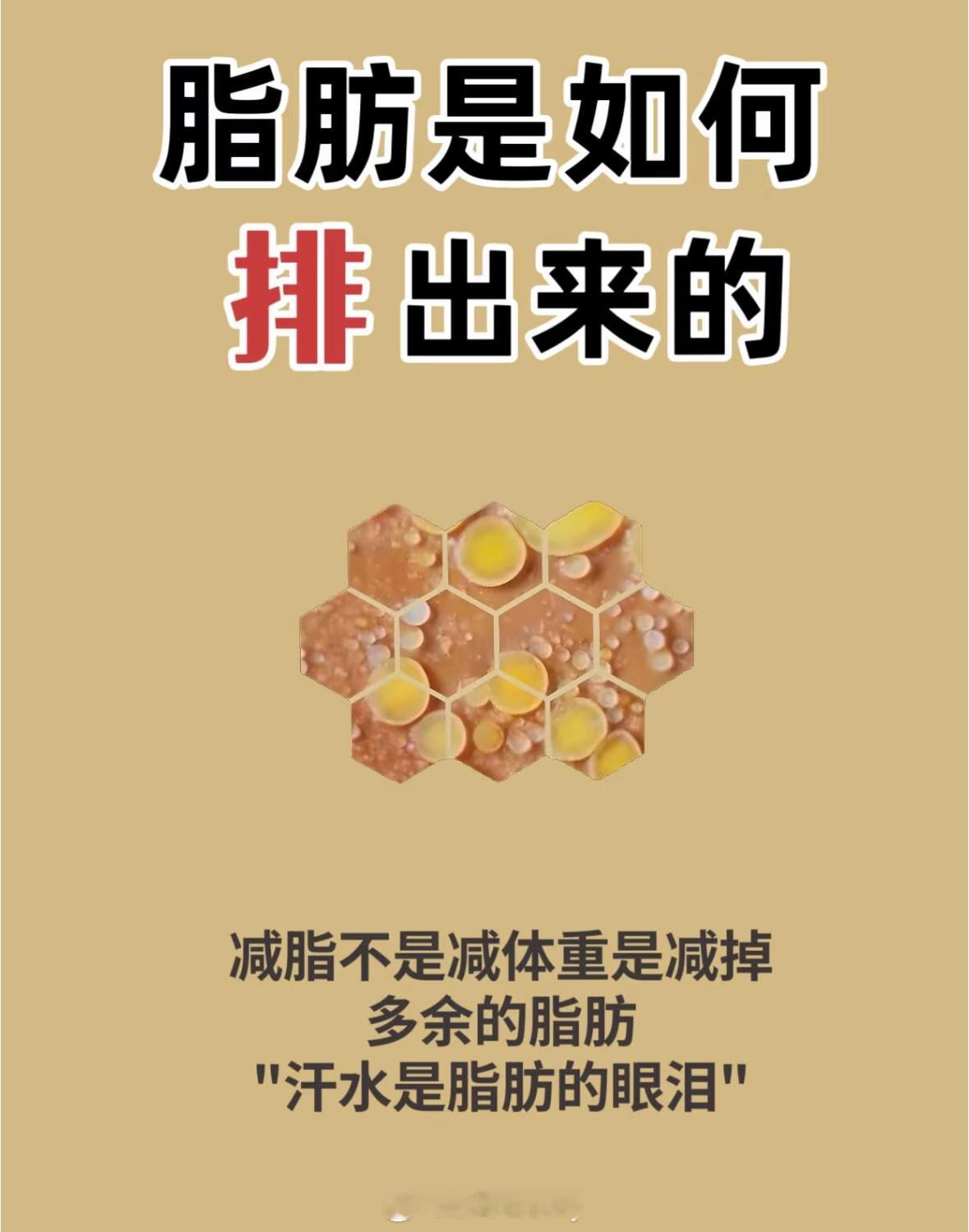 脂肪是如何排出来的？ 