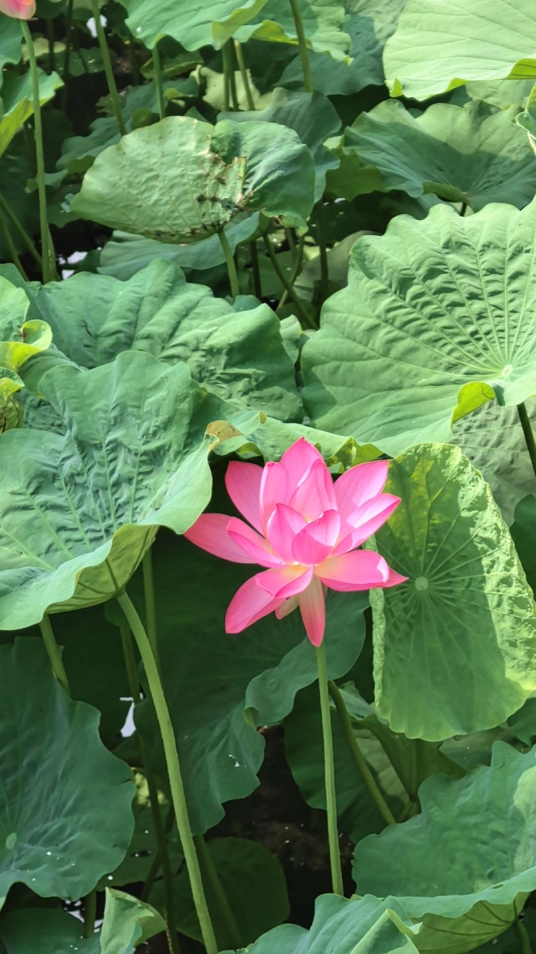 520元番茄炒蛋，你想吃吗
近日，上海一家餐厅因520元一份番茄炒蛋引发争议，厨