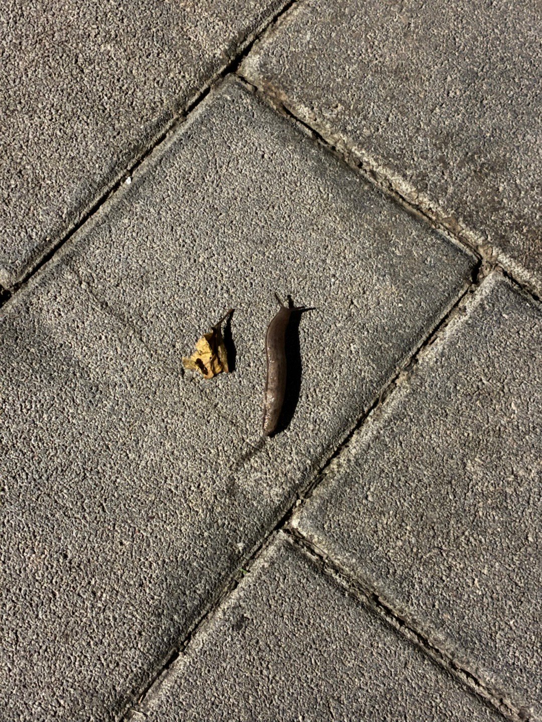 小样！你以为穿了个马甲我就不认识你了吗👻👻👻