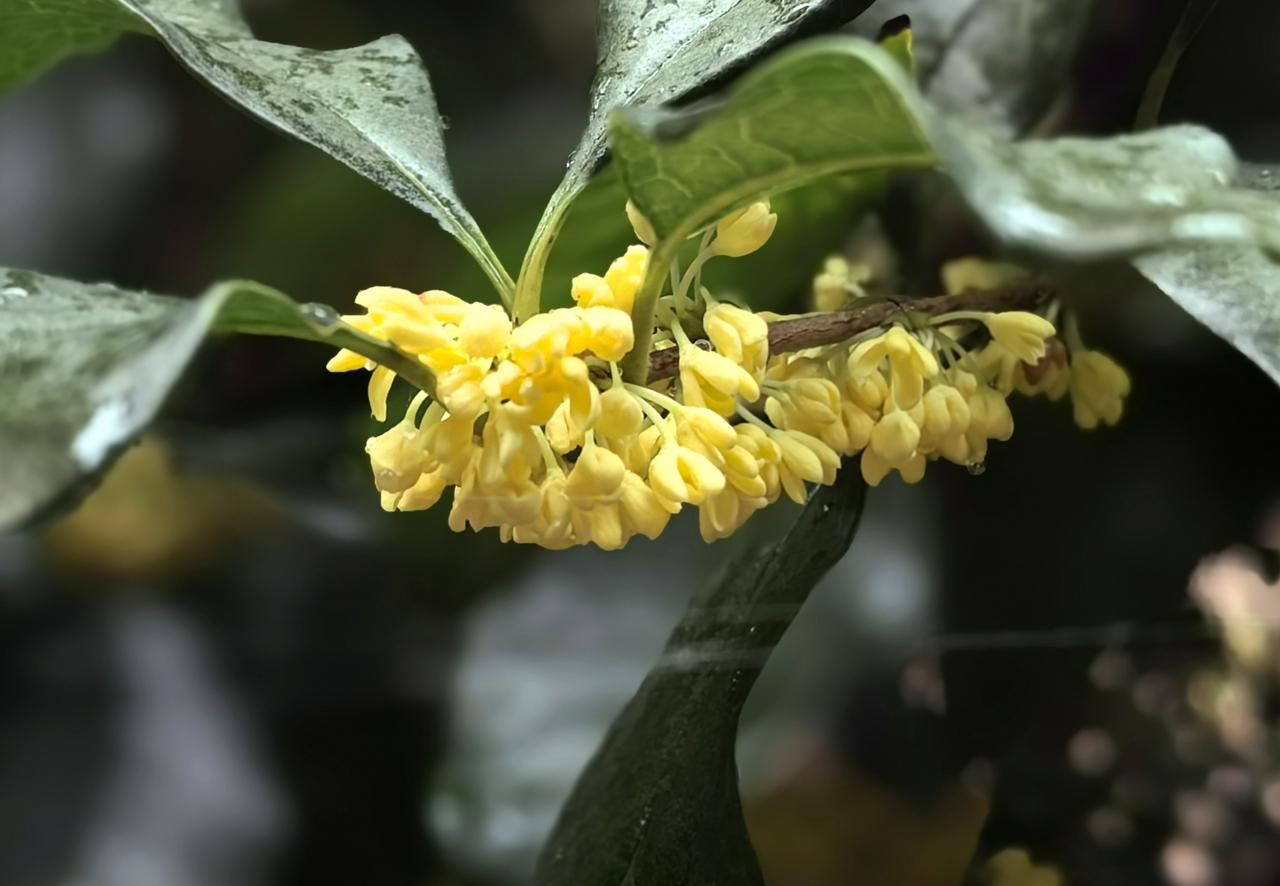 【七律·秋雨寒】
桂雨飘香九月街，
秋风飒瑟过书斋。
丹枫未老见前路，
黄菊初开