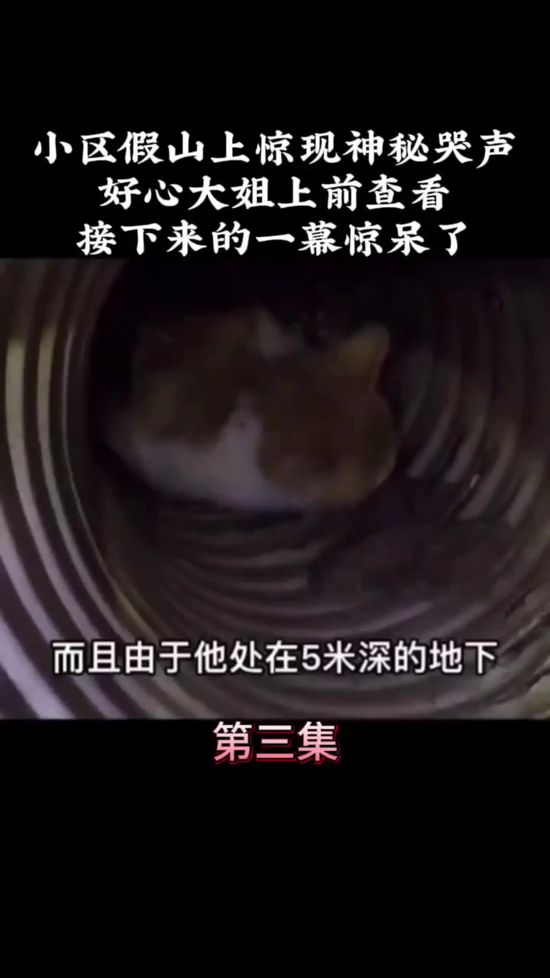 动物世界 动物的迷惑行为