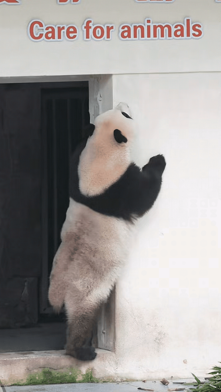 莽小五是不是典型的高富帅？五阿哥的身高现在直逼193，各位亲妈有没有同感？
不看