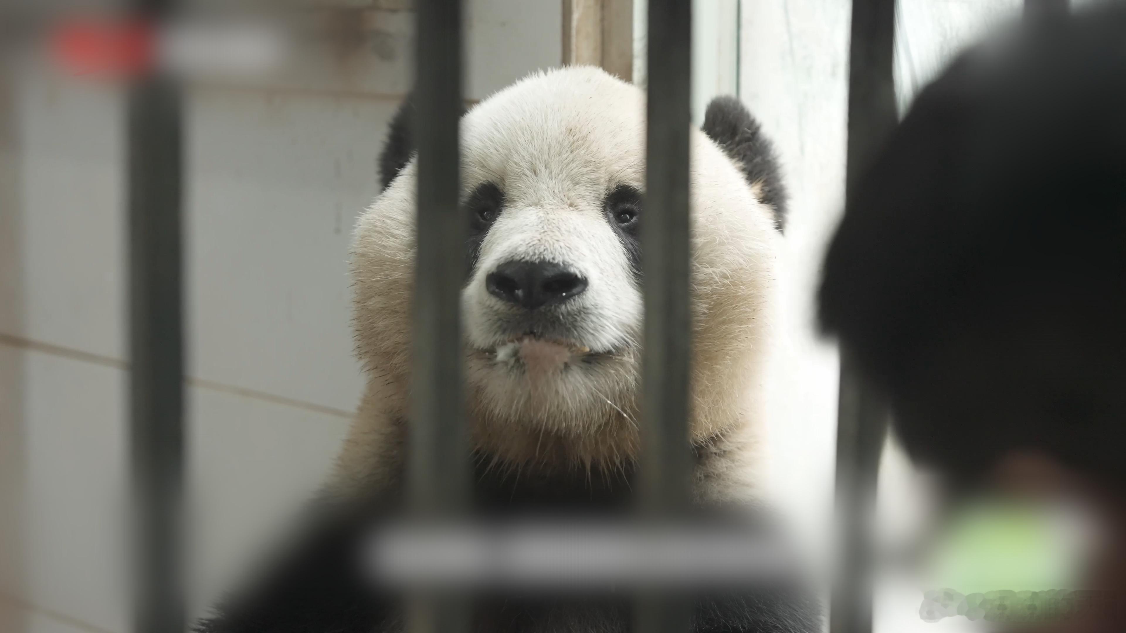 饲养员连夸3遍大熊猫青青帅 最近在四川阿坝，饲养员杨奶爸被问到“青青咋样”时，瞬