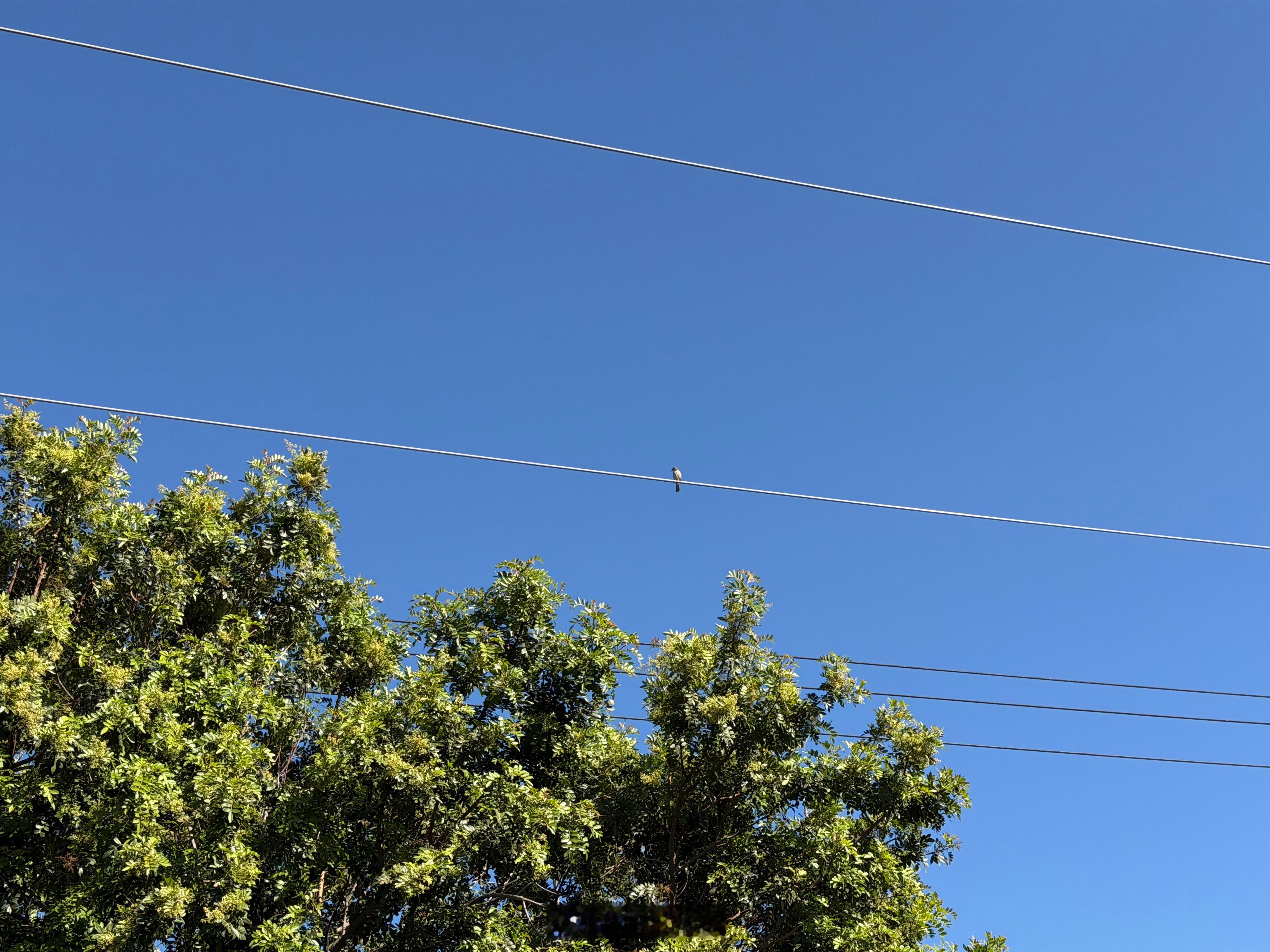 总在记忆里 （1605）：昊然去世后，天空中每一只鸟，都是我的孩子。宋昊然大画家