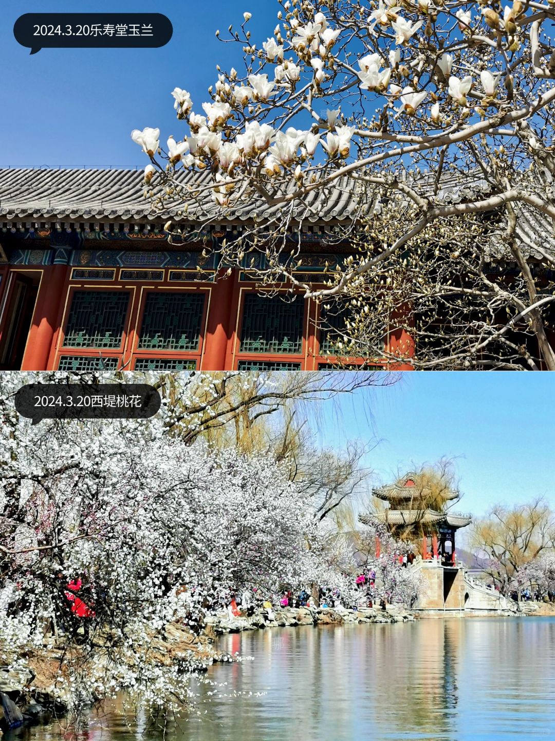 3.20颐和园花讯：西堤桃花盛开乐寿堂玉兰……