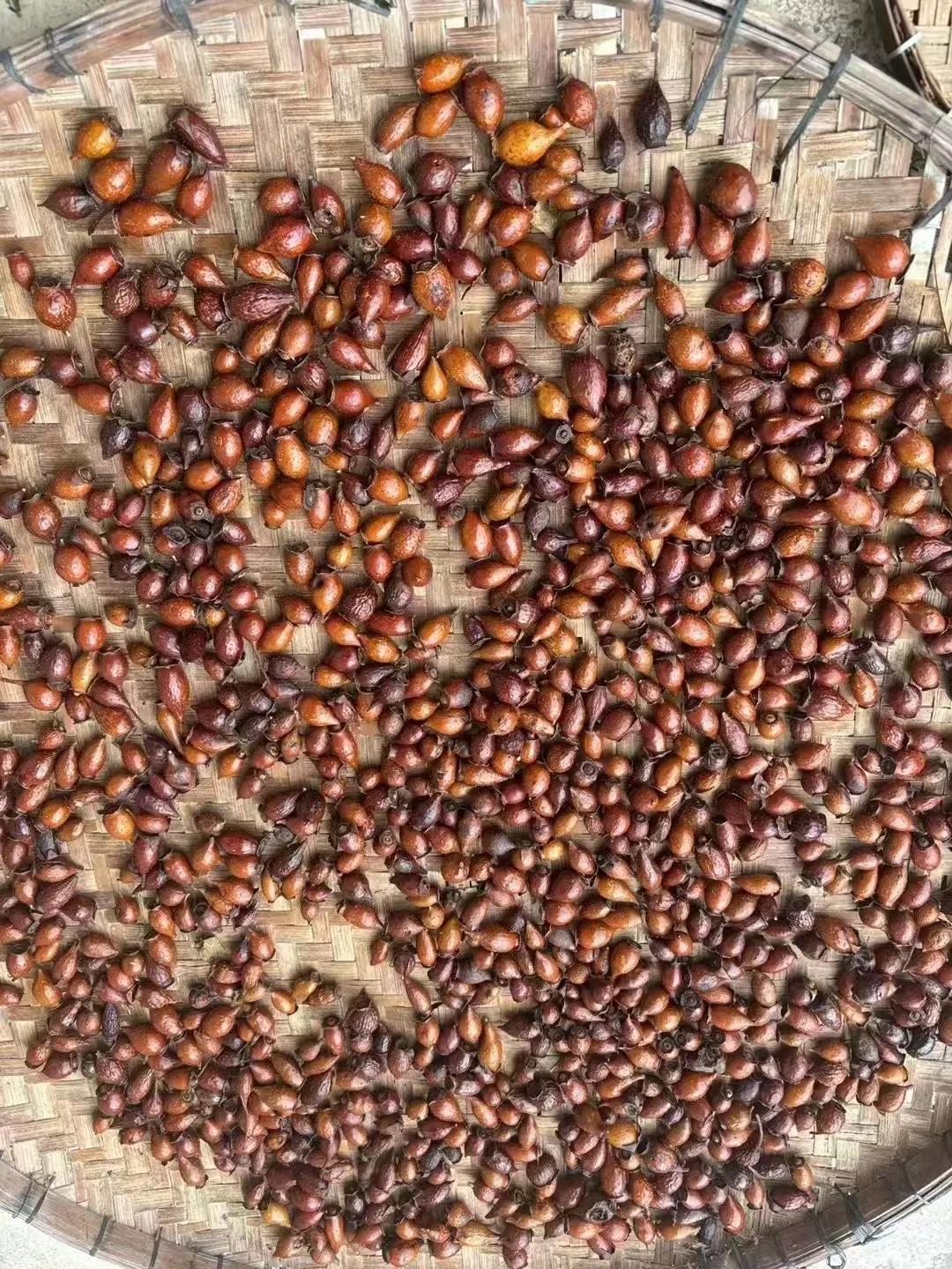 晒金英子。泡酒！煲汤，都是绝绝子[强][强][强]