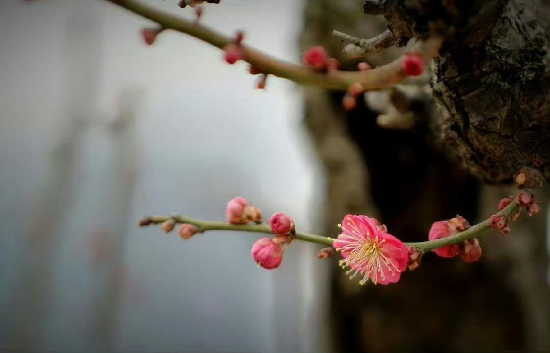 “  早梅花，满枝发 …  ” ​ ​​​
美图 摄影