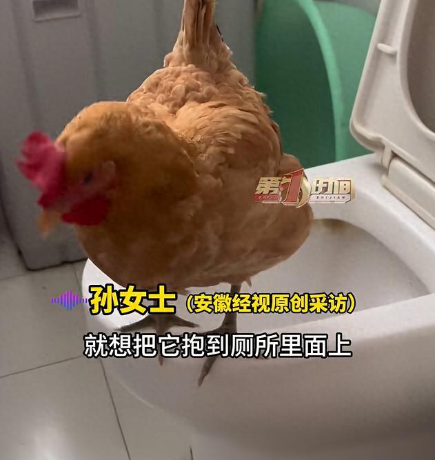 成精了！江苏淮安，一女子从市场买了一只鸡回家准备杀了吃，到家后发现鸡有点发蔫像是