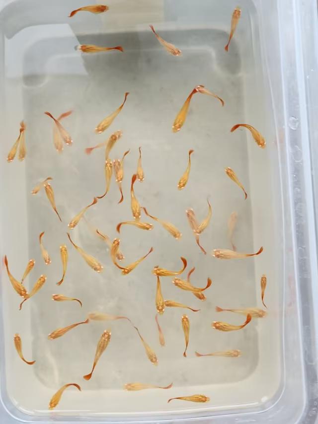 回答友友养鱼''三不喂''原则细节是什么？
                  