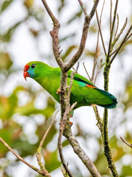红额头的短尾鹦鹉！好萌啊