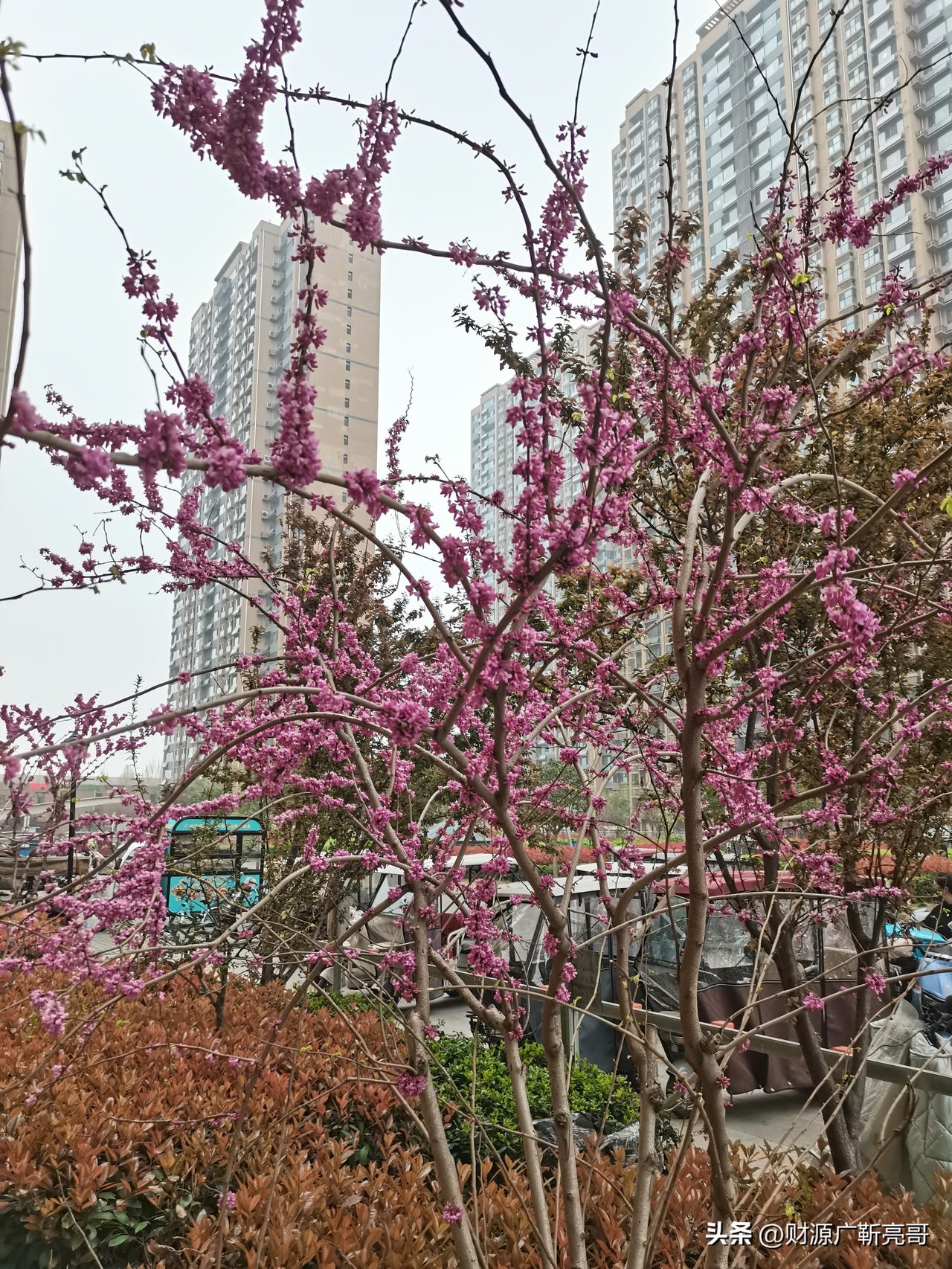 春风拂过，紫荆花悄然绽放，满树繁花缀满枝头，粉紫如云，热烈又温柔。
枝干遒劲，繁