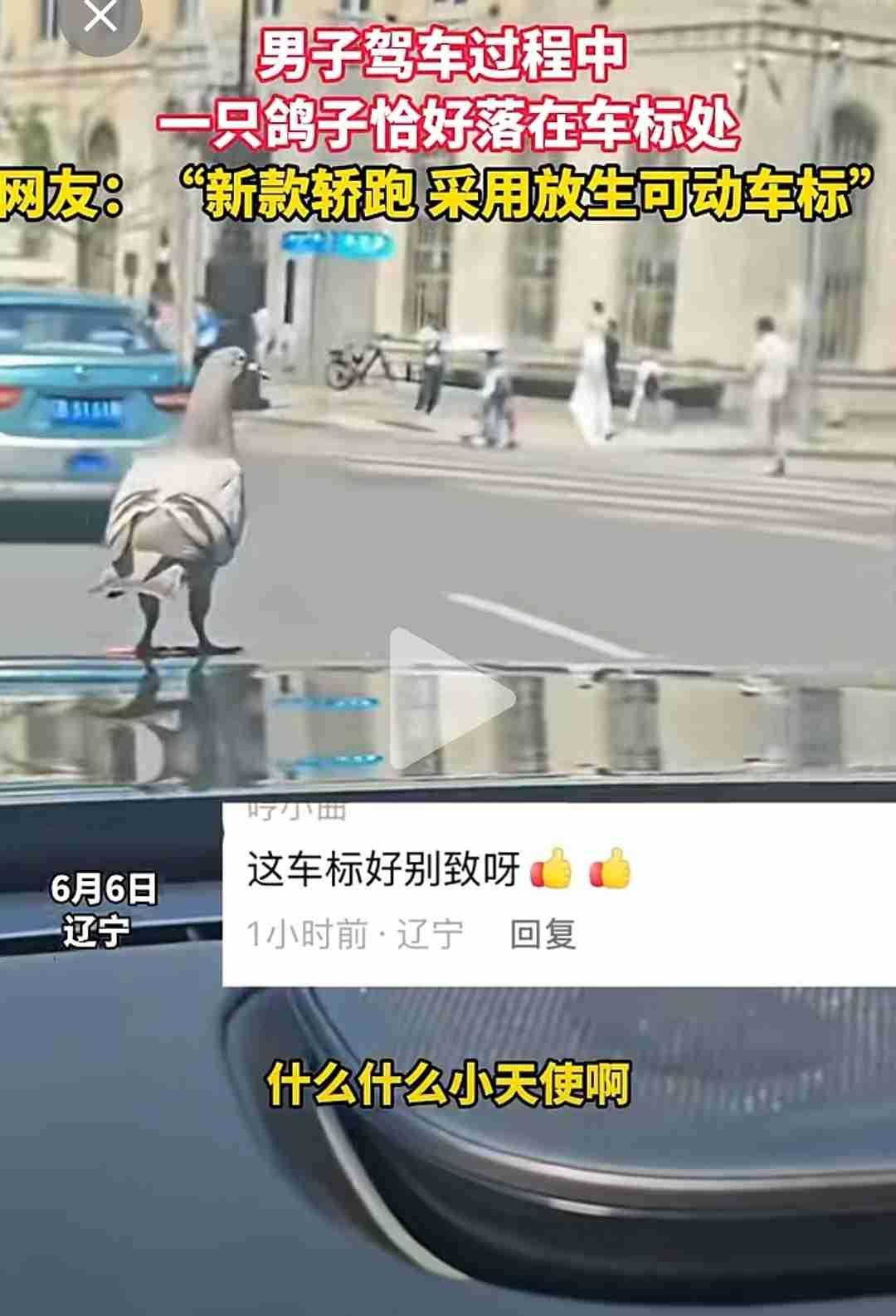 我的今日状态：🥲强颜欢笑
我这里的天气：☀️晴天
中山广场现趣味一幕！鸽子当车