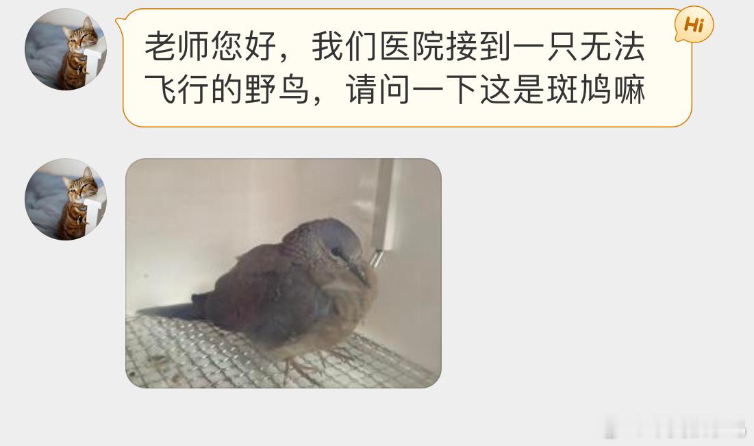 #鸟粉投稿# 快成年了的【珠颈斑鸠】脖子上的波点围巾若隐若现 ​​​
