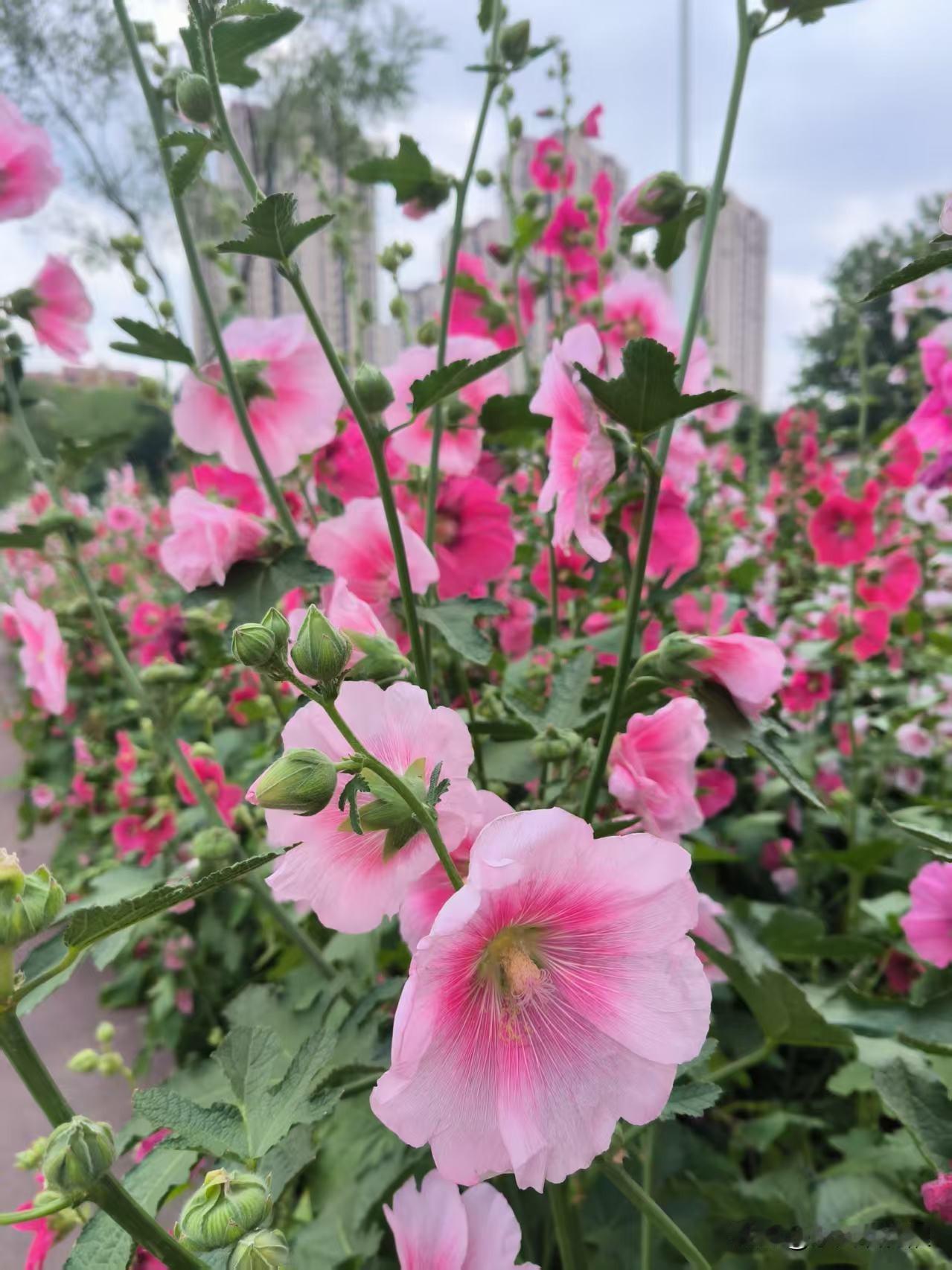 每到蜀葵盛开时，就去王兰庄花园。
王兰庄花园里种了一大片的蜀葵，大红、深浅粉、白